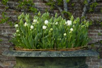 Tulipa 'Green Wave' in a metal urn in the Gordon Castle Walled Garden.