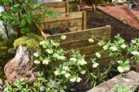 Compost bins made from planks of wood filled with dry leaves, edged with Helleborus niger and mossy wooden stump.