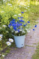 Blue Centurea cyanus and white Nigella damascena displayed in blue enamel bucket on garden path