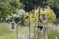 A selection of bird feeders in the middle of a mixed border. A greater spotted woodpecker feeds on one of the bird feeders. 