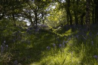 Bluebells and bracken grow in a young broadleaved Dartmoor woodland garden. 