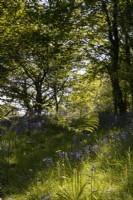Bluebells and bracken grow in a young broadleaved Dartmoor woodland garden. Spring. May. 