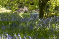 Washing hangs on a rotary clothes line underneath an oak tree in spring with bluebells in the foreground. Dartmoor garden. May.  Selective focus

