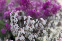 Late flowering winter heathers with Erica carnea 'Weisse March Seedling' with Erica carnea 'Rosalie' at rear
