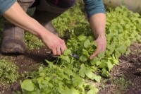 Gardener picking winter purslane - Claytonia perfoliata for a spring salad