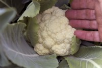 Brassica oleracea Botrytis Group 'White Excel' cauliflower sown 17 February harvested 4 months later