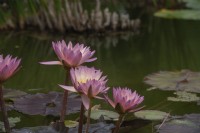 Nymphaea 'Tropical sunset' water lily