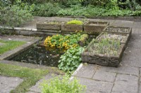Small square pond with Caltha Palustris Flore Peno in the Wildlife Garden at Barnsdale Gardens, April