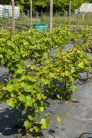 Vitis - Grapevines with wire supports on allotment  - Open Gardens Day, Shelfanger, Norfolk
