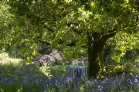 Washing hangs on a rotary clothes line underneath an oak tree in spring with bluebells, Hyacinthoides non-scripta, in the foreground. Dartmoor garden. May.  