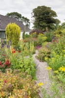 South House Garden view along gravel path between informal beds featuring: spiraea, dahlias, monarda, verbascum, rudbeckia, Irish yew 