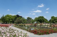 Essen North Rhine-Westphalia Nordrhein-Westfalen Germany
Grugapark Rosarium rose gardens on a summers day with blue skies. 