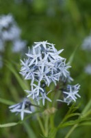 Amsonia tabernaemontana, eastern bluestar, a perennial bearing clusters of light blue, star-shaped flowers from may into summer.
