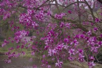 Magnolia sprengeri 'Marwood Spring' in Marwood hill Gardens, UK