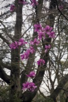 Magnolia campbellii subsp. mollicomata 'Lanarth'