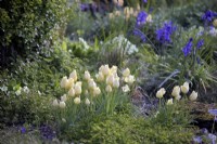 Tulipa linifolia 'Bronze Charm' in scree border at Marwood Hill Gardens, North Devon