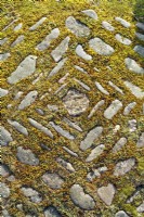 Cobble stone paving arranged in a geometric pattern covered with moss and lichen