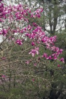 Magnolia campbellii 'Betty Jessel'