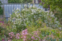 Philadelphus lemoinei 'Belle Etoile' flowering with Rosa 'The Fairy' in an informal country cottage garden in Summer - June