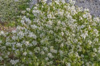 Philadelphus lemoinei 'Belle Etoile' flowering in Summer - June