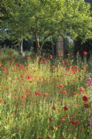 Wild meadow of Papaver rhoeas in orchard
