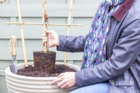 Woman planting Vitis 'Lakemont' Grapevine in the container