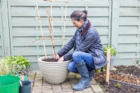 Woman firming in compost around the grapevine
