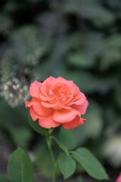 Rosa 'Traumerei' 'Kordes Rose Traumerei'  rose 