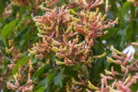 Aesculus pavia 'Koehnei', red buckeye, a large deciduous shrub or small tree with glossy leaves and upright panicles of red flowers in May.