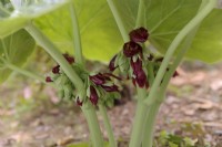 Podophyllum pleianthum - opening flower buds in spring