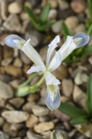 Iris  'Frozen Planet'  Reticulata  Growing in gravel  February