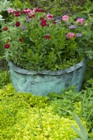 Old copper tub, showing natural signs of weathering, containing various flower plants and sited in herb bed 