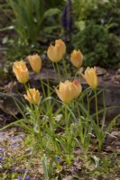 Tulipa 'Bronze Charm'