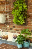 Salad leaves growing in vertical wall planter with Piper - Pepper plants in pots on wooden worktop of outside kitchen