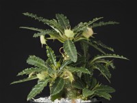 Dorstenia hybrids