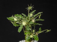 Dorstenia hybrids