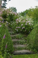 Wooden steps through borders of Rosa 'Bonica 82' and Leucanthemum vulgare, with Erigeron karvinskianus growing on each step and clipped Buxus pyramids at lower level - Open Gardens Day, Tuddenham, Suffolk