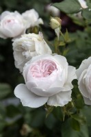 Rosa 'Herzogin Christiana' rose 