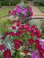  Containers of mixed bedding at edge of Lily Pond at Old Vicarage Gardens, East Ruston, Norfolk July Summer Keywords