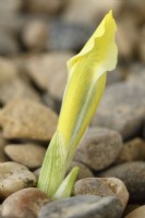 Iris  'North Star'  Reticulata  Emerging through gravel  February
