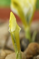 Iris  'North Star'  Reticulata  Emerging through gravel  February