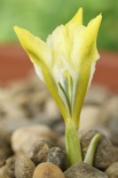 Iris  'North Star'  Reticulata Flower half open growing in gravel  February