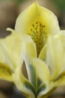 Iris  'North Star'  Reticulata  February