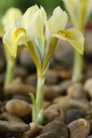 Iris  'North Star'  Reticulata  Flower growing in gravel  February