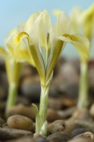 Iris  'North Star'  Reticulata  Flower growing in gravel  February