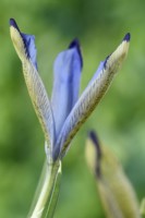 Iris  'Clairette'  Reticulata  New flower opening  March