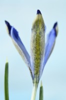 Iris  'Clairette'  Reticulata   New flower opening  March