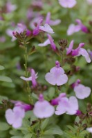 Salvia Mirage Soft Pink