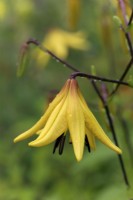 Lilium lichtlinii - opening flower bud