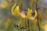 Lilium lichtlinii